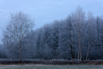 Przymrozek na drzewach