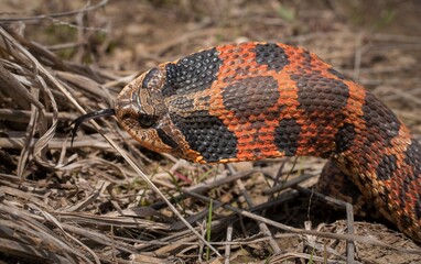 Vibrant colorful red orange Eastern Hognose snake in defensive flared up hood cobra posture with tongue out