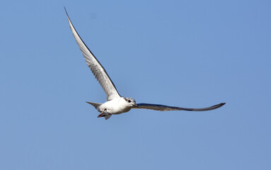 Tern, sea Gull at flight