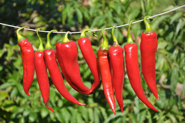 Red chili pepper dries on a cord
