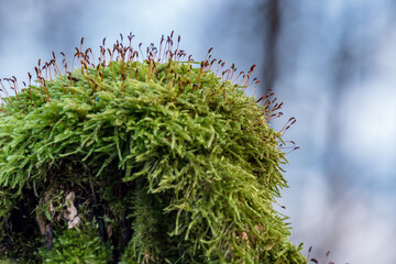 Green moss with sporangia on the tree stump.
