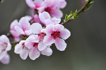 A peach blossoms on a tree branch
