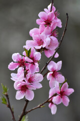 A peach blossoms on a tree branch