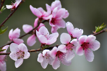 A peach blossoms on a tree branch