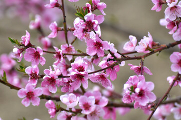 A peach blossoms on a tree branch