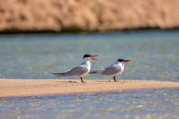 duck, seagulls, caspian terns