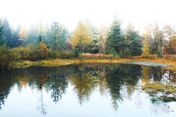 Fototapeta na wymiar Peaceful morning in the forest with mist between trees and reflections in the calm water 