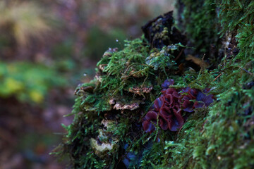 mushrooms and moss on tree in the forest 