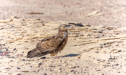 Honey Buzzard
