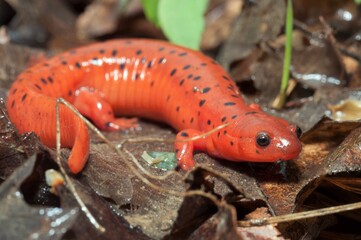 Large chunky adult Midland Mud salamander macro field guide portrait