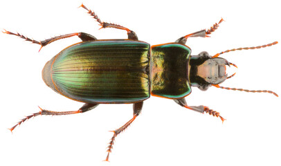 Harpalus distinguendus is a species of ground beetle in the subfamily Harpalinae. Dorsal view of metallic Carabidae ground beetle isolated on white background.