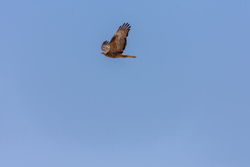 Honey Buzzard