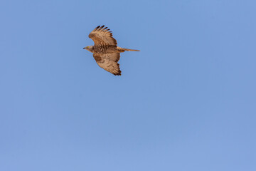 Honey Buzzard
