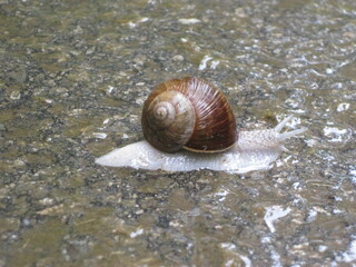 Slug on Wet Concrete