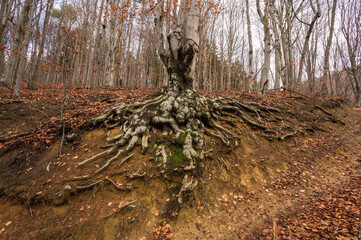 Fototapeta premium roots in the forest
