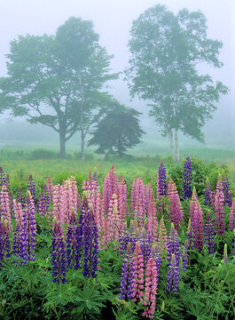 Typical foggy spring day in coastal Maine. Meadow of colorful pink and purple flowering Lupine with ocean fog rolling in.