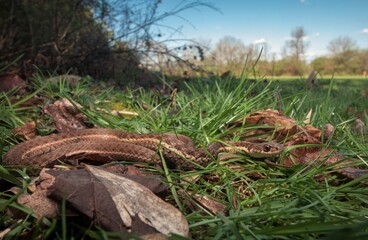 Naklejka na ściany i meble Eastern garter snake wide angle macro portrait in grass on a sunny blue sky day