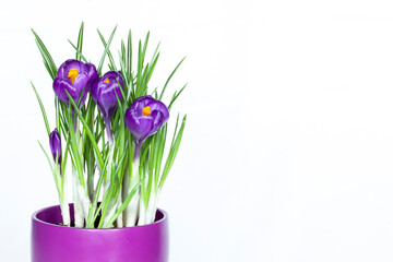 Purple crocus flowers