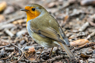 A robin songbird looking for food in winter.