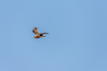 Marsh Harrier