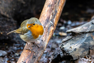 A robin songbird looking for food in winter.