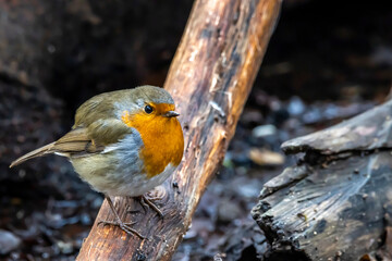 A robin songbird looking for food in winter.