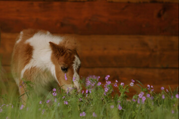 Shetland Pony neugieriges Hengstfohlen