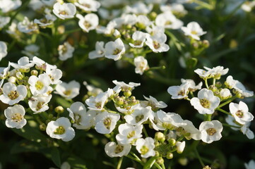 white flowers in the garden in summer under the sun