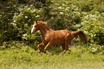 Naklejka premium Oldie but Goldie, Pferdeseniorin mit Power