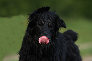 Langhaar Schäferhund leckt sich die Nase
