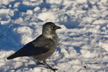 Snow fell and it became more difficult for the birds to find food.