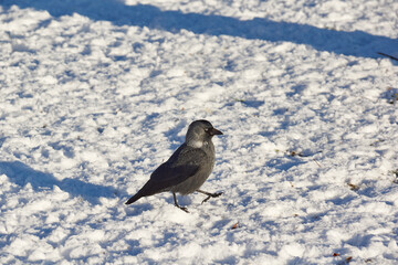 Snow fell and it became more difficult for the birds to find food.
