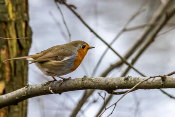 A robin songbird looking for food in winter.