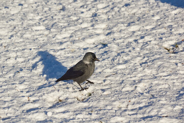 Snow fell and it became more difficult for the birds to find food.