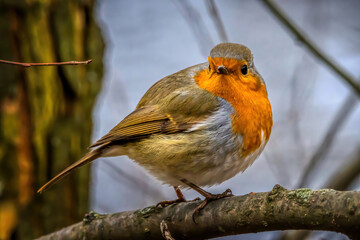 A robin songbird looking for food in winter.