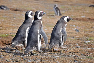 Fototapeta premium Magellanic penguins on the shores of the Magdalena Island, during a sunny day.