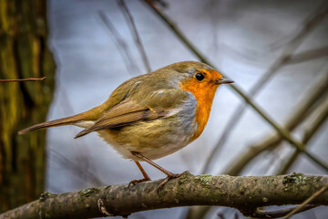 A robin songbird looking for food in winter.