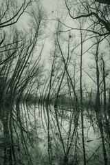 Eery dark winter forest in water