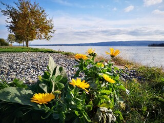 Bodensee Impressionen, Ufer, Strand, Radolfzell, Allensbach, Mettnau, Unter-Uhldingen