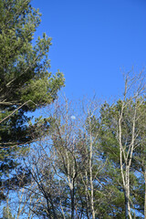 Moon creeps through tree