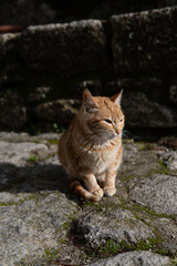 Photo of a beautiful orange cat sitting on a street during a sunny day