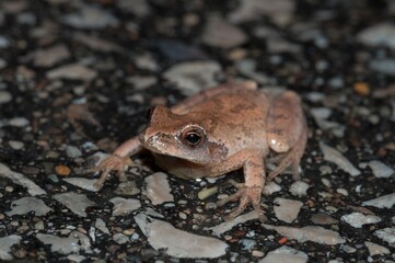 Spring peeper frog macro portrait on wet road at night