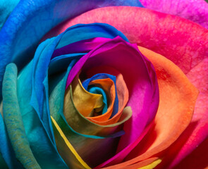 Fototapeta na wymiar rose petals background