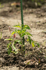 Young tomato plant with a stake