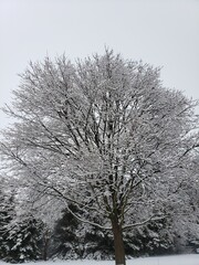 snow covered trees