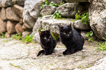 Fototapeta premium Photo of a small and beautiful black cat sitting on the street. Green eyes