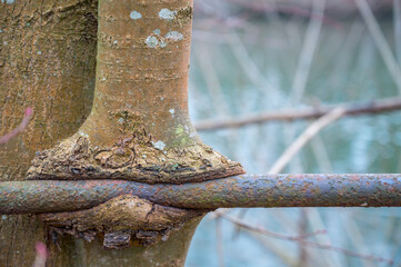 Stamm eines Baumes ist in ein Metallgeländer hineingewachsen