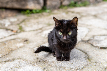 Photo of a small and beautiful black cat sitting on the street. Green eyes