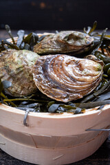 Fresh raw European flat oyster grown in Brittany in Belon river, France