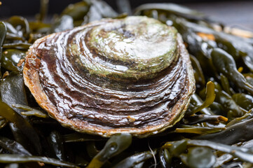 Fresh raw European flat oyster grown in Brittany in Belon river, France